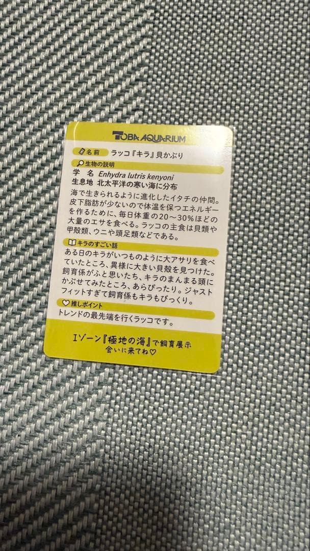 さ*中様 鳥羽水族館　キラちゃん　レア