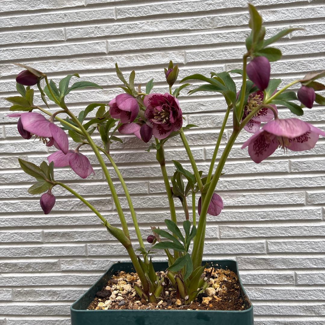 クリスマスローズ　ピンク　浅カップ　多花