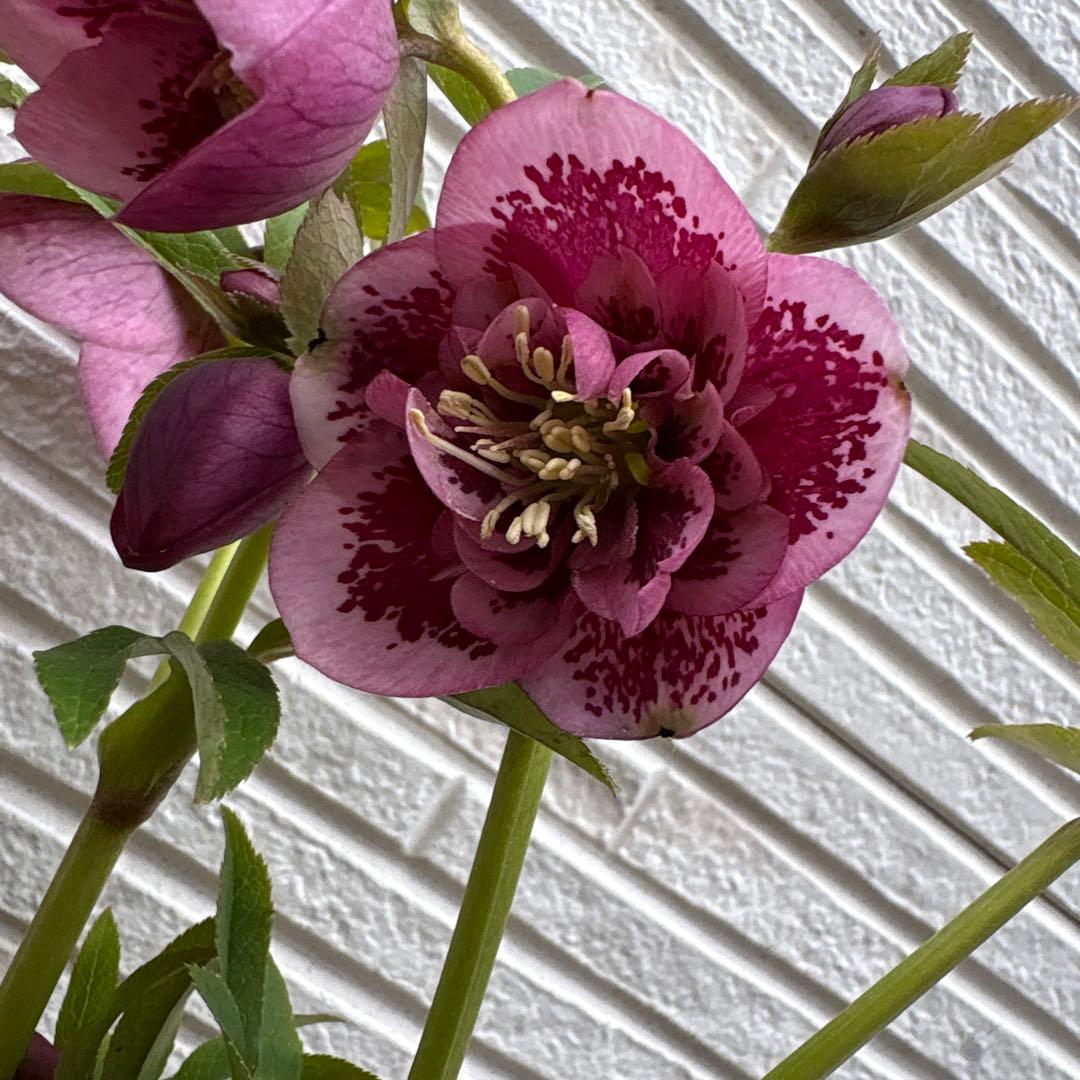 クリスマスローズ　ピンク　浅カップ　多花