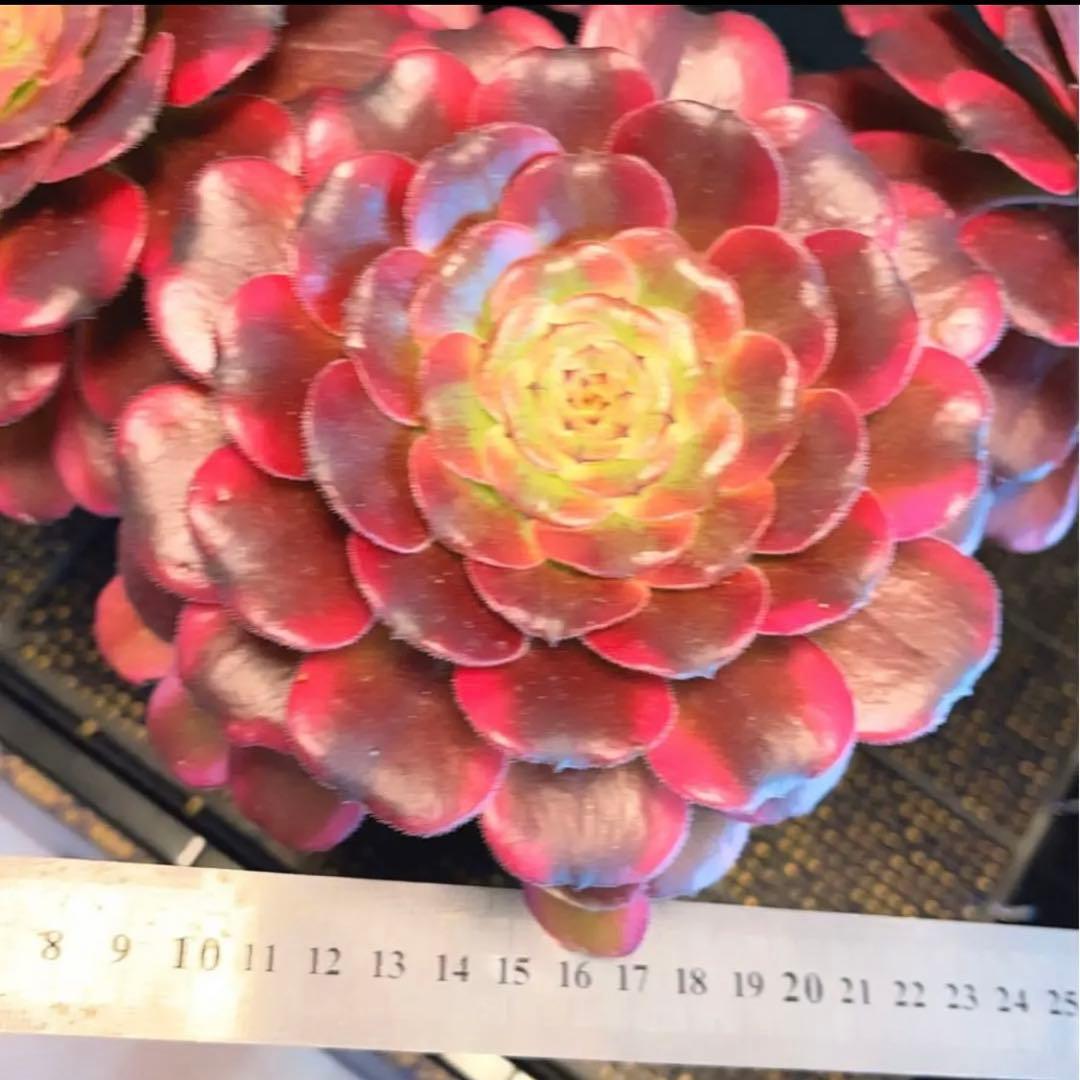 68#多肉植物アエオニウム錦❤️舞天姫❤️5大頭32cm拨き苗三年生