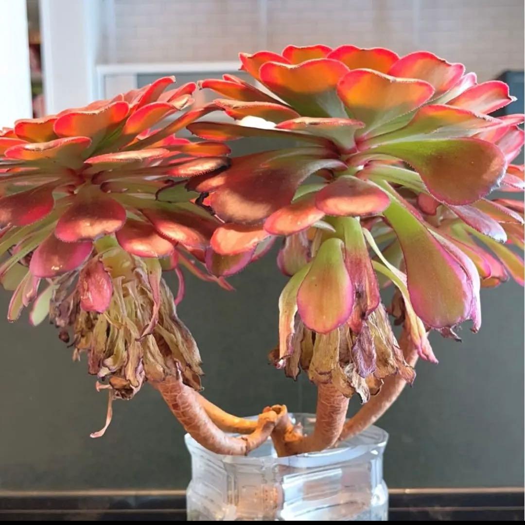 68#多肉植物アエオニウム錦❤️舞天姫❤️5大頭32cm拨き苗三年生