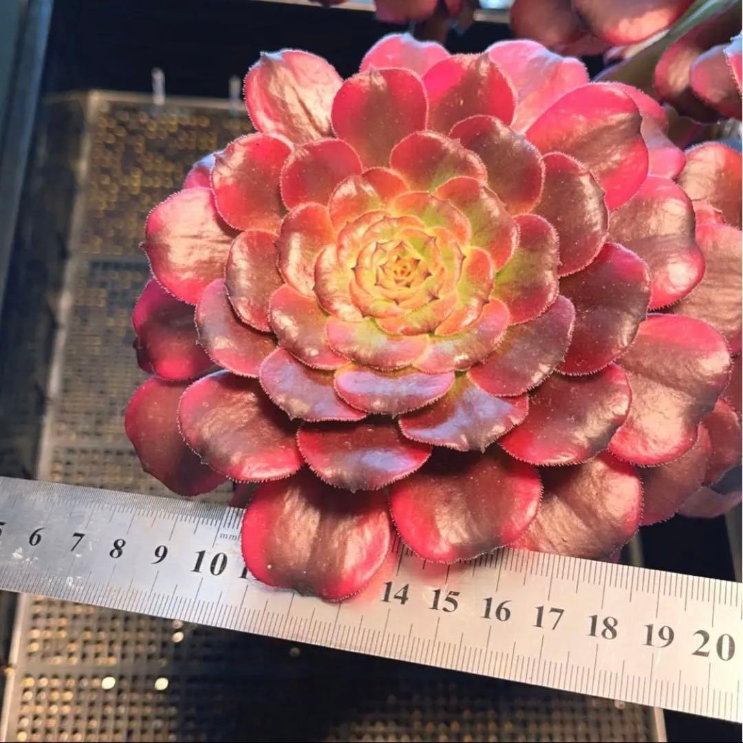 68#多肉植物アエオニウム錦❤️舞天姫❤️5大頭32cm拨き苗三年生