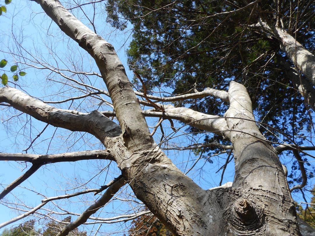 Nikon coolpix A300 ニコン　デジカメ　SDカード付シルバー