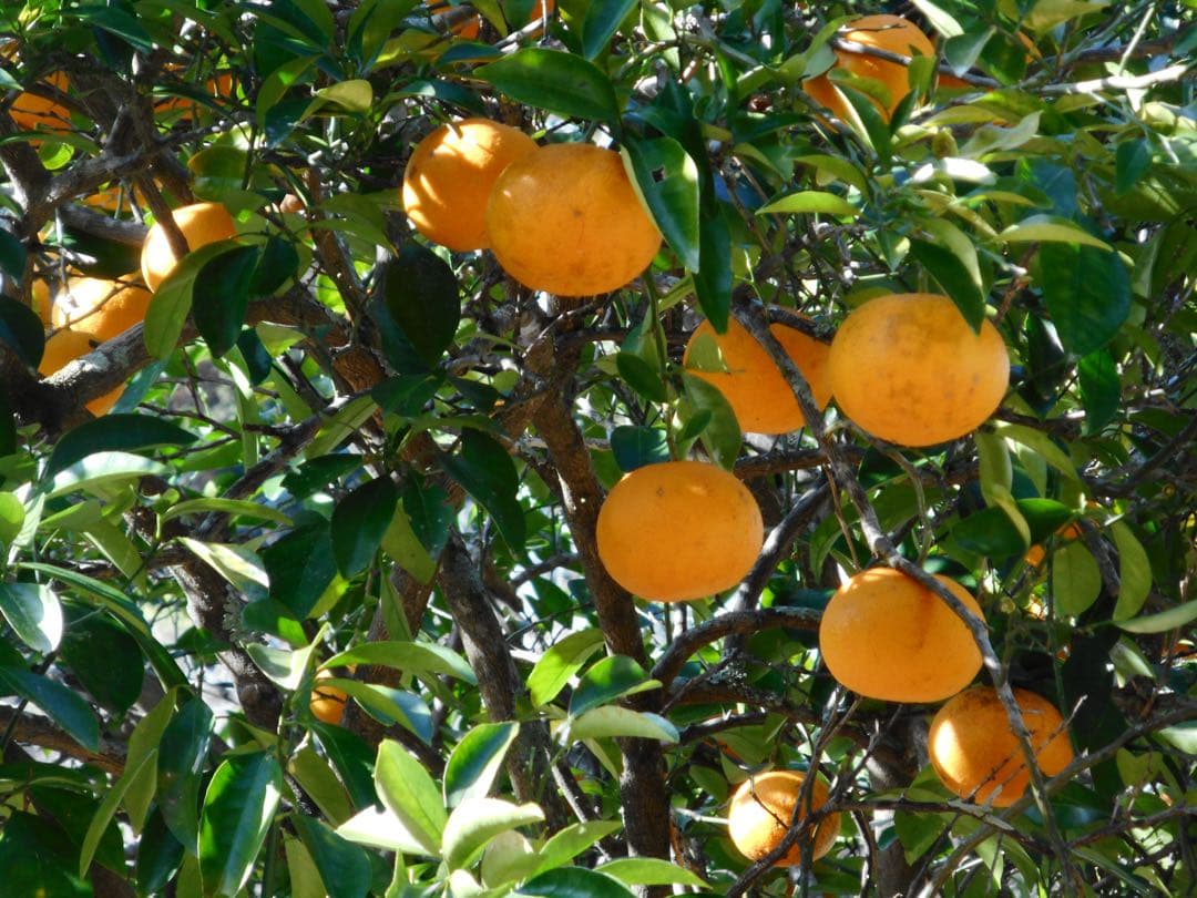 Nikon coolpix A300 ニコン　デジカメ　SDカード付シルバー