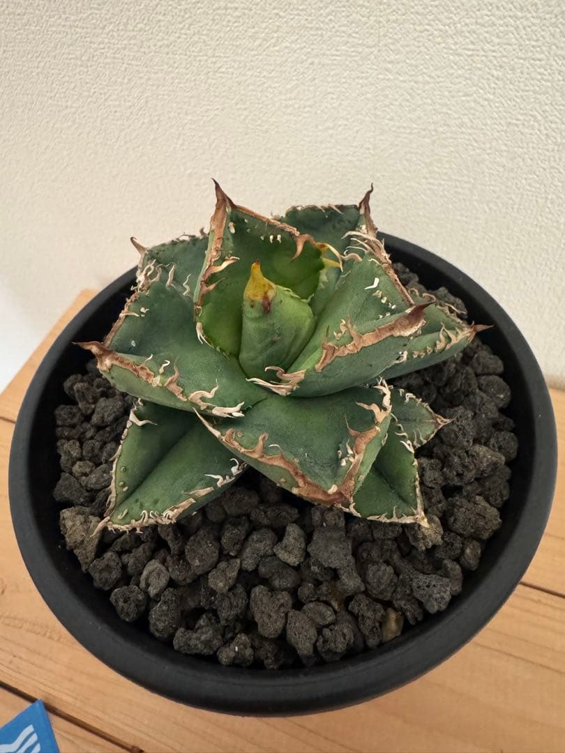 子株では有りません　麻花龍 LIZEネームド株 アガベ 高級株　本気の育成株