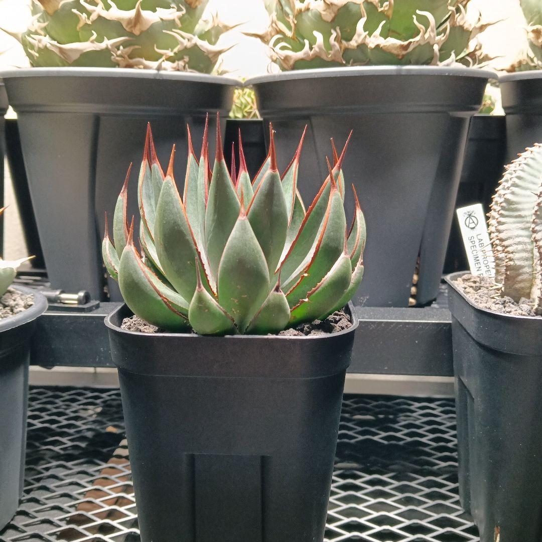 マンガべ　プレイングハンズ　アガベ　多肉植物　美株