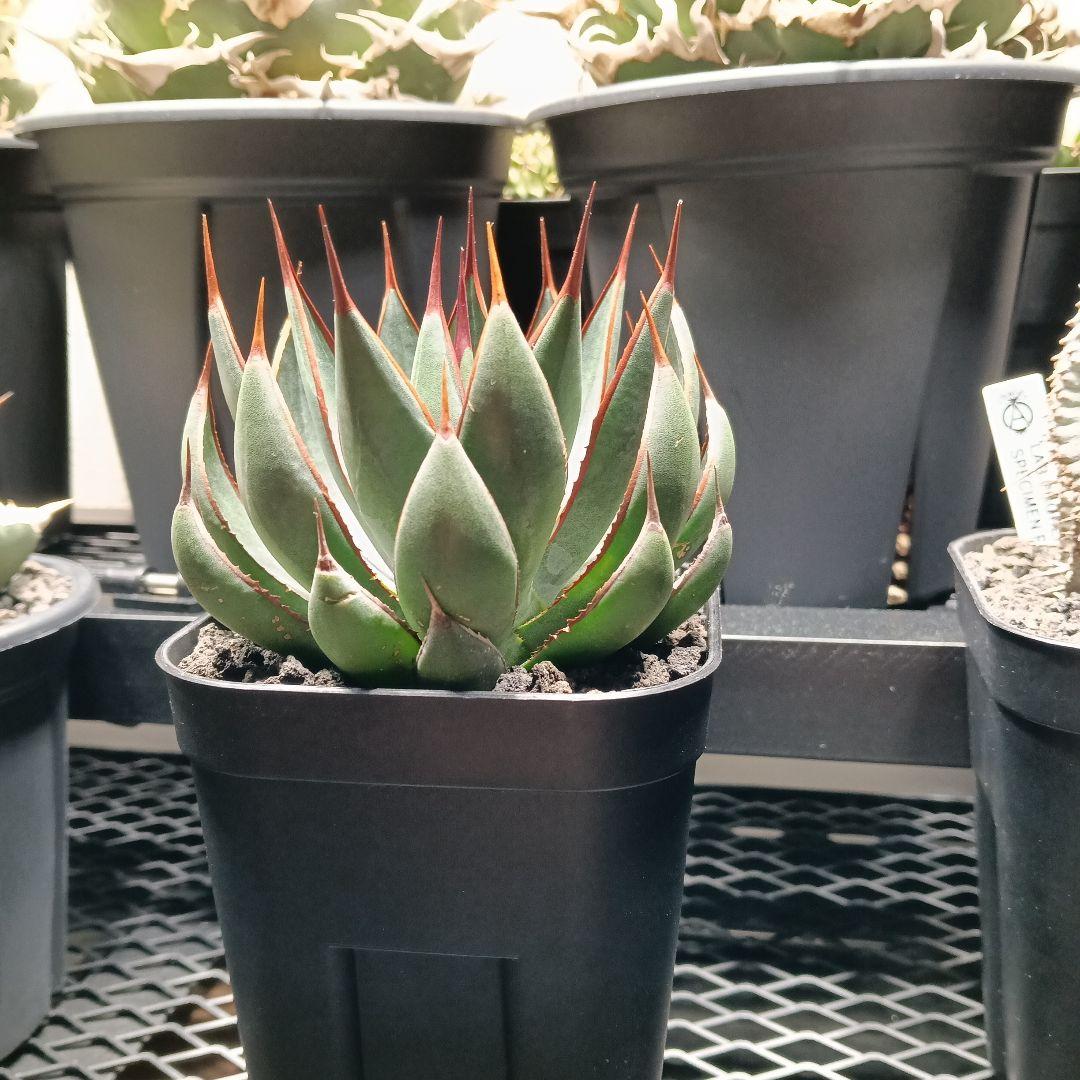 マンガべ　プレイングハンズ　アガベ　多肉植物　美株