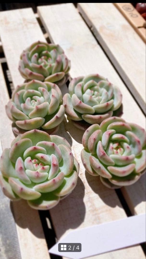 韓国苗No.14 ビアント（カット苗）690円　多肉植物