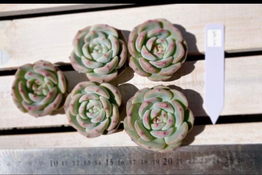 韓国苗No.14 ビアント（カット苗）690円　多肉植物