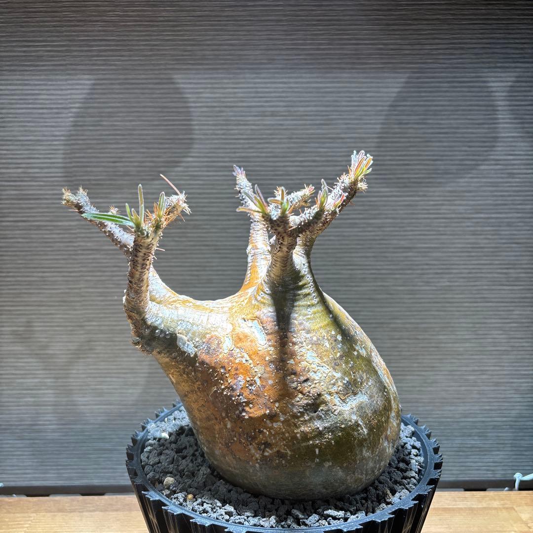 パキポディウム　グラキリス　発根済み　現地球