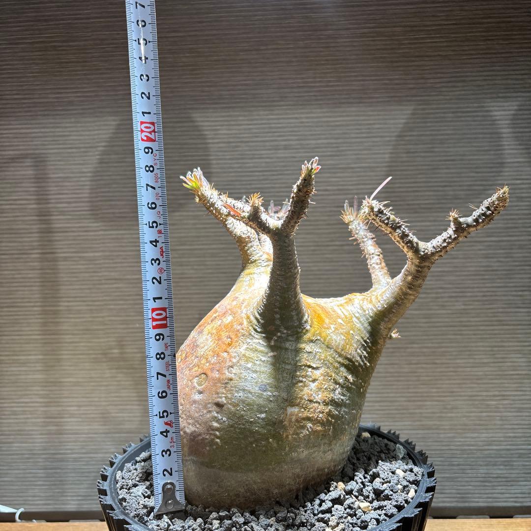 パキポディウム　グラキリス　発根済み　現地球