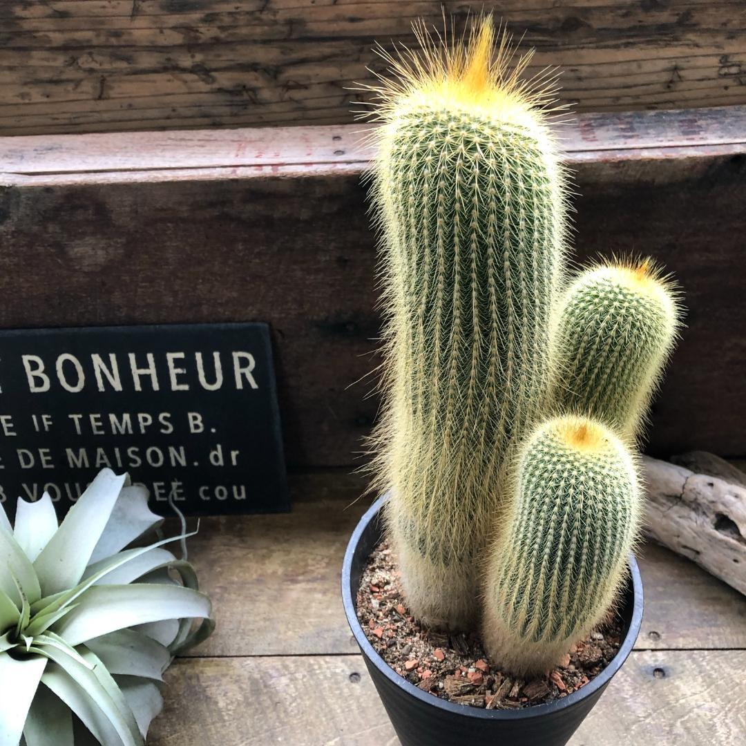 〇ポットごと♡金晃丸♡3本立て♡立派♡キンコウマル♡サボテン♡可愛い♡