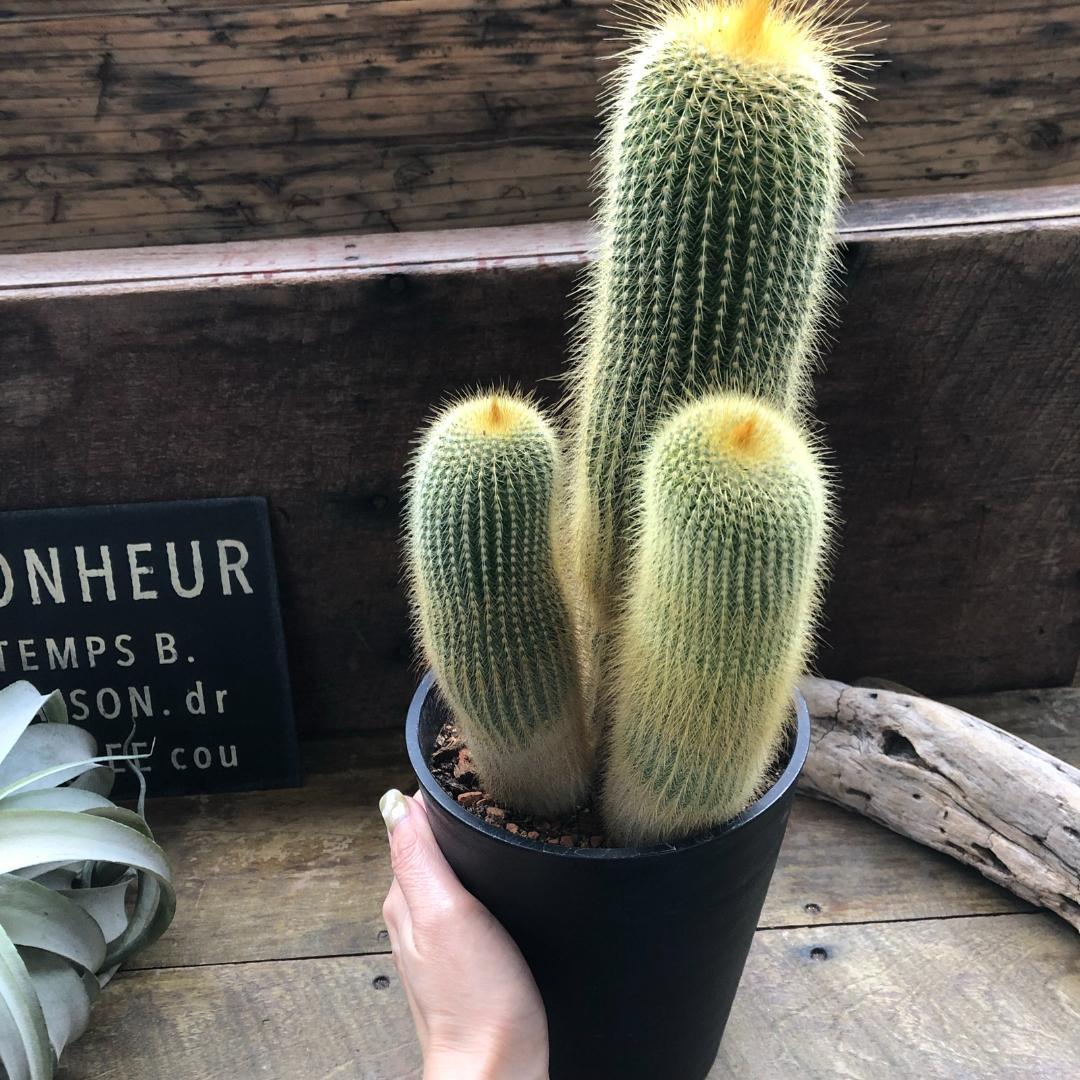 〇ポットごと♡金晃丸♡3本立て♡立派♡キンコウマル♡サボテン♡可愛い♡