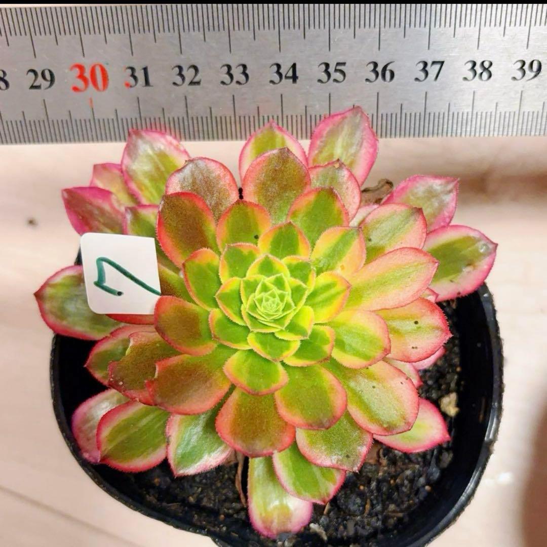 多肉植物❤️アエオニウム錦❤️朝霞錦*NIKA❤️1大頭10-13cm 拔き苗