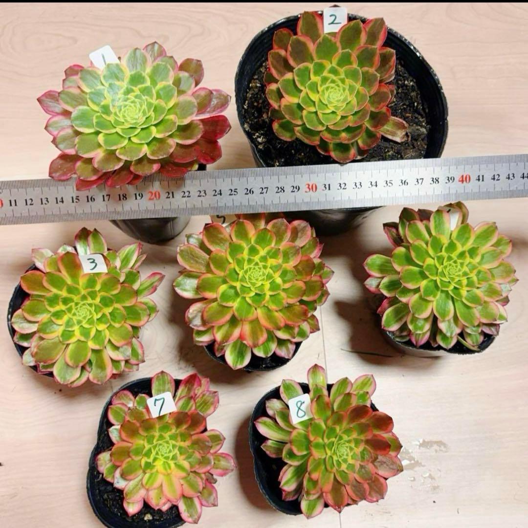 多肉植物❤️アエオニウム錦❤️朝霞錦*NIKA❤️1大頭10-13cm 拔き苗