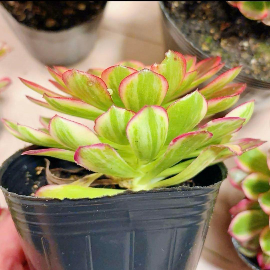 多肉植物❤️アエオニウム錦❤️朝霞錦*NIKA❤️1大頭10-13cm 拔き苗