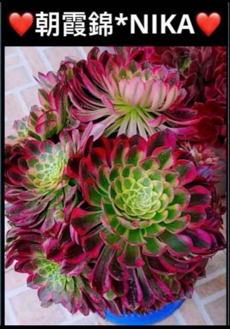 多肉植物❤️アエオニウム錦❤️朝霞錦*NIKA❤️1大頭10-13cm 拔き苗
