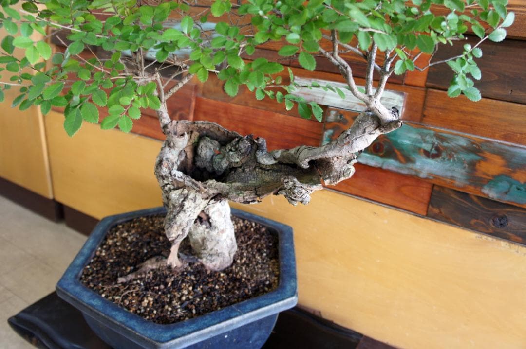 盆栽 『ブナ』 紅葉 インテリア 観葉植物 ガーデニング 送料無料 b192