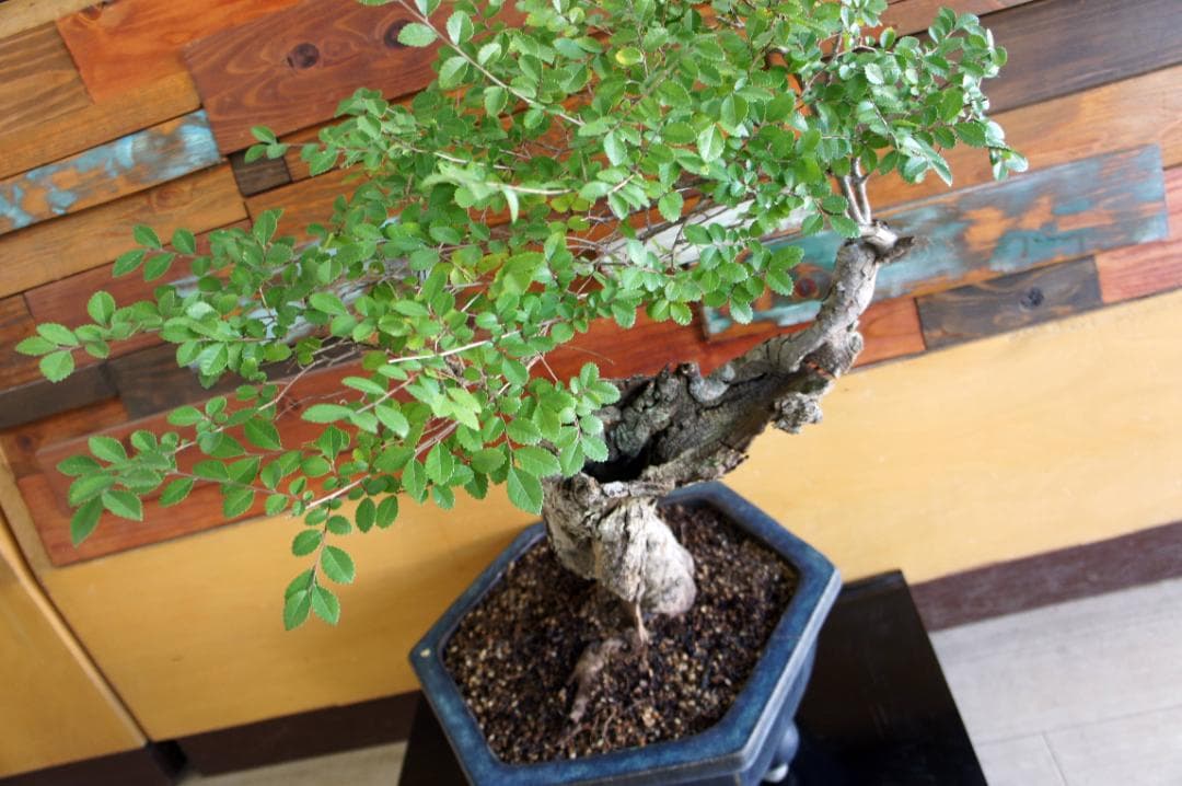 盆栽 『ブナ』 紅葉 インテリア 観葉植物 ガーデニング 送料無料 b192