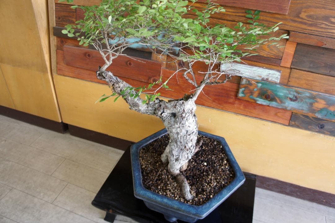 盆栽 『ブナ』 紅葉 インテリア 観葉植物 ガーデニング 送料無料 b192