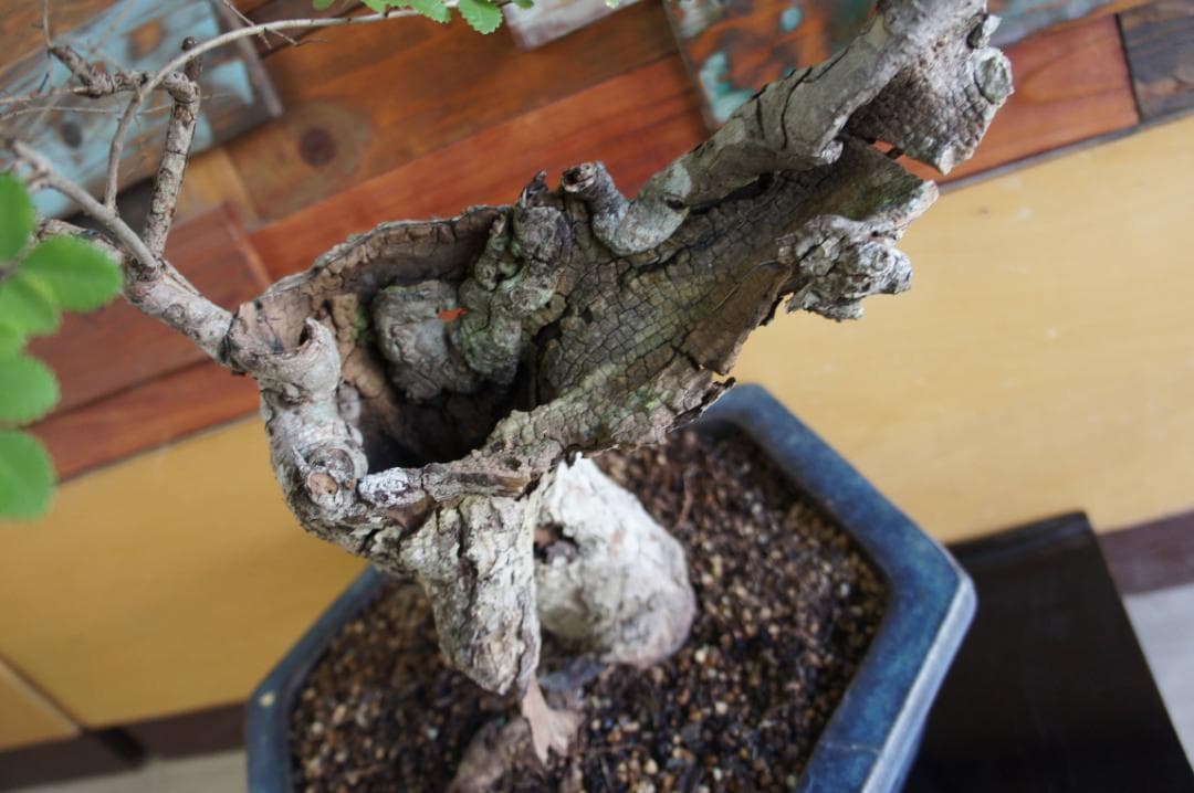 盆栽 『ブナ』 紅葉 インテリア 観葉植物 ガーデニング 送料無料 b192