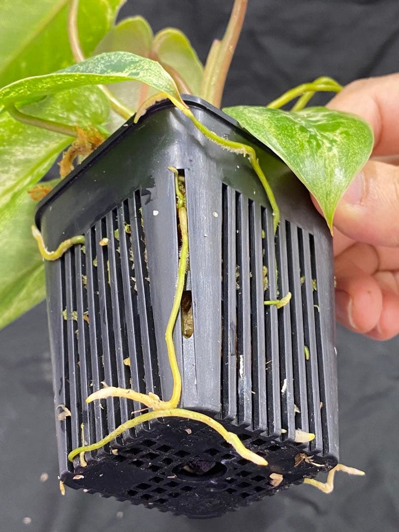フィロデンドロン イラセマニー　美斑Philodendron