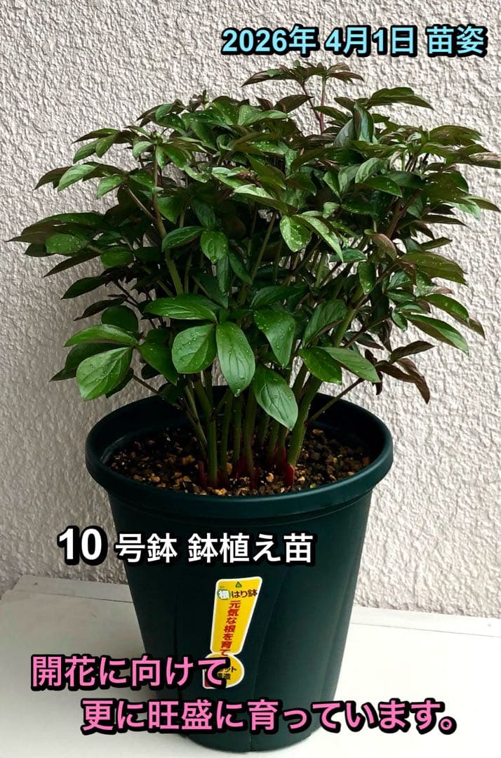 芍薬　シャクヤク　芍薬 「フェスティバマキシマ」１０号鉢 鉢植え