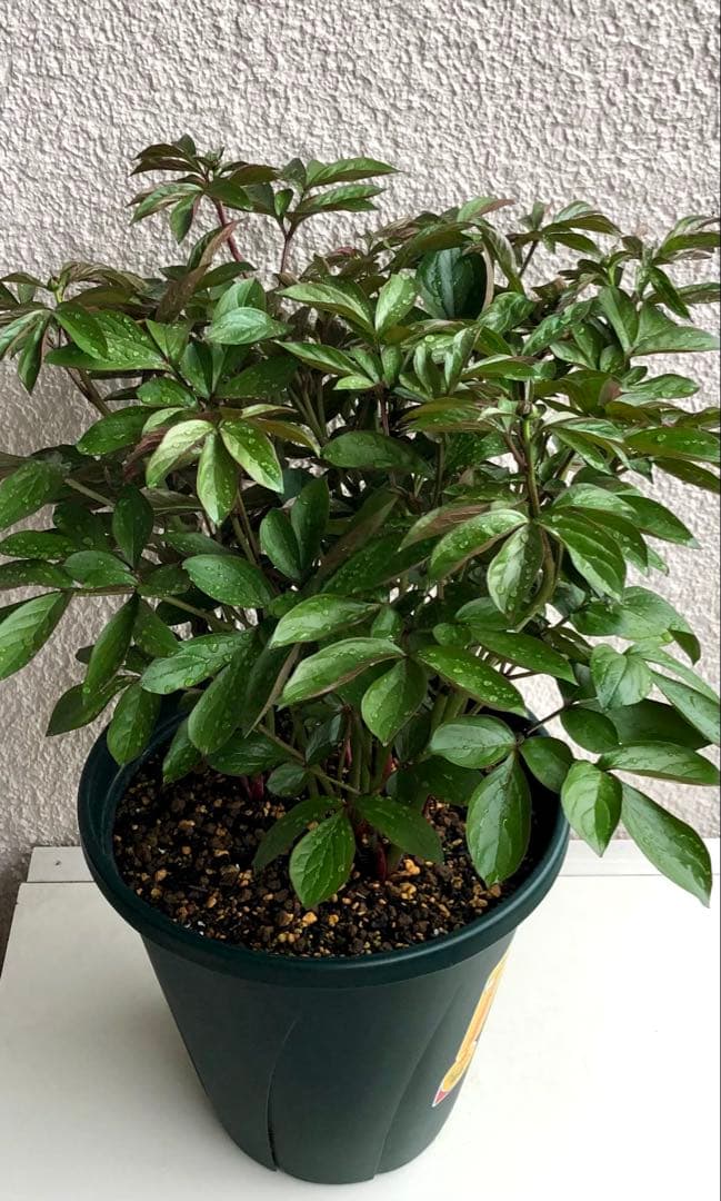 芍薬　シャクヤク　芍薬 「フェスティバマキシマ」１０号鉢 鉢植え