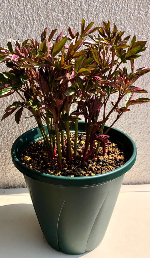芍薬　シャクヤク　芍薬 「フェスティバマキシマ」１０号鉢 鉢植え