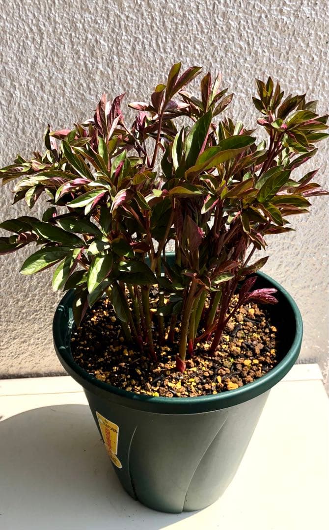 芍薬　シャクヤク　芍薬 「フェスティバマキシマ」１０号鉢 鉢植え