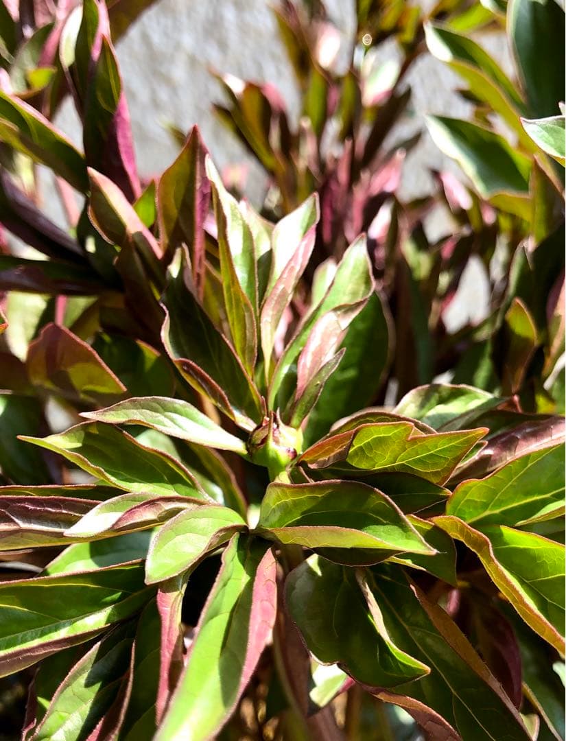 芍薬　シャクヤク　芍薬 「フェスティバマキシマ」１０号鉢 鉢植え