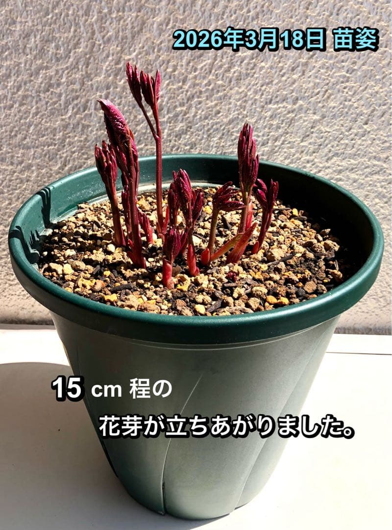 芍薬　シャクヤク　芍薬 「フェスティバマキシマ」１０号鉢 鉢植え