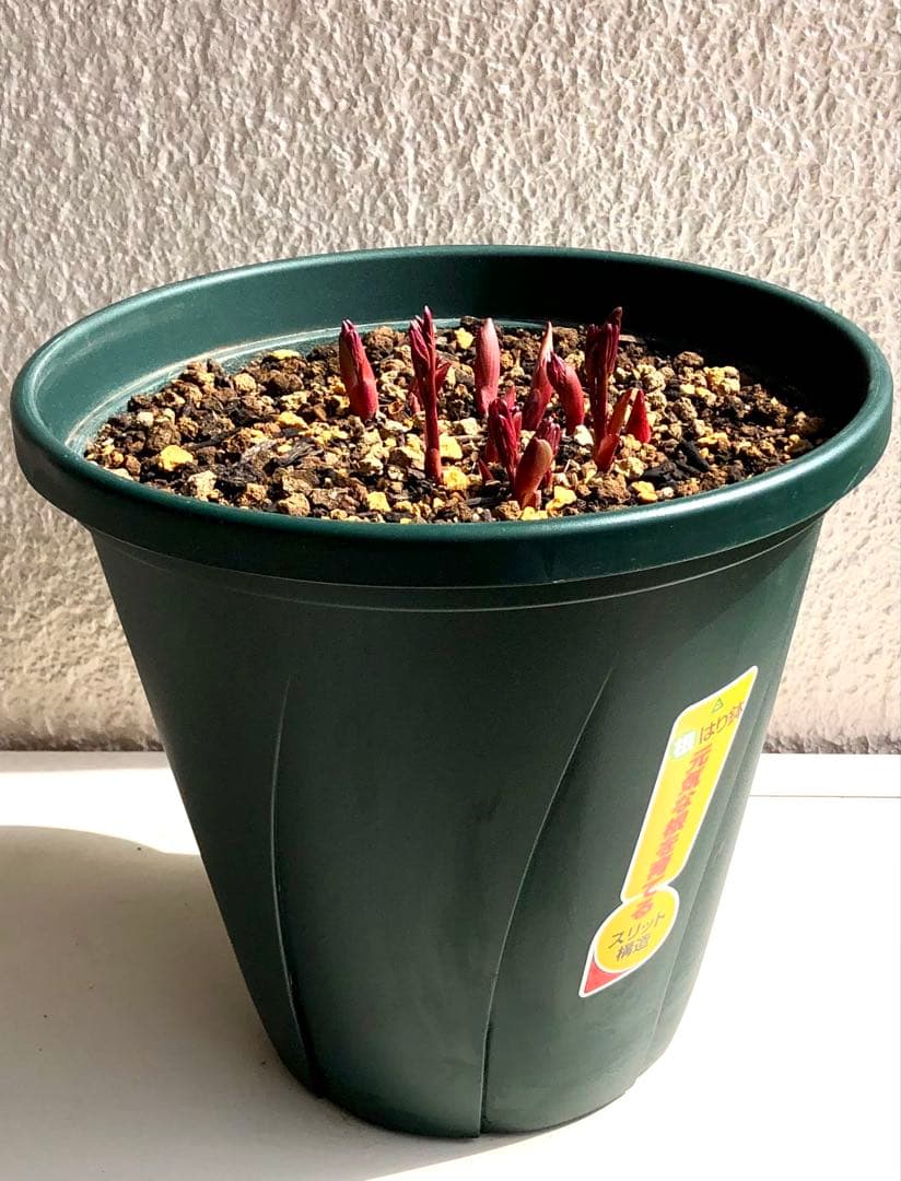 芍薬　シャクヤク　芍薬 「フェスティバマキシマ」１０号鉢 鉢植え