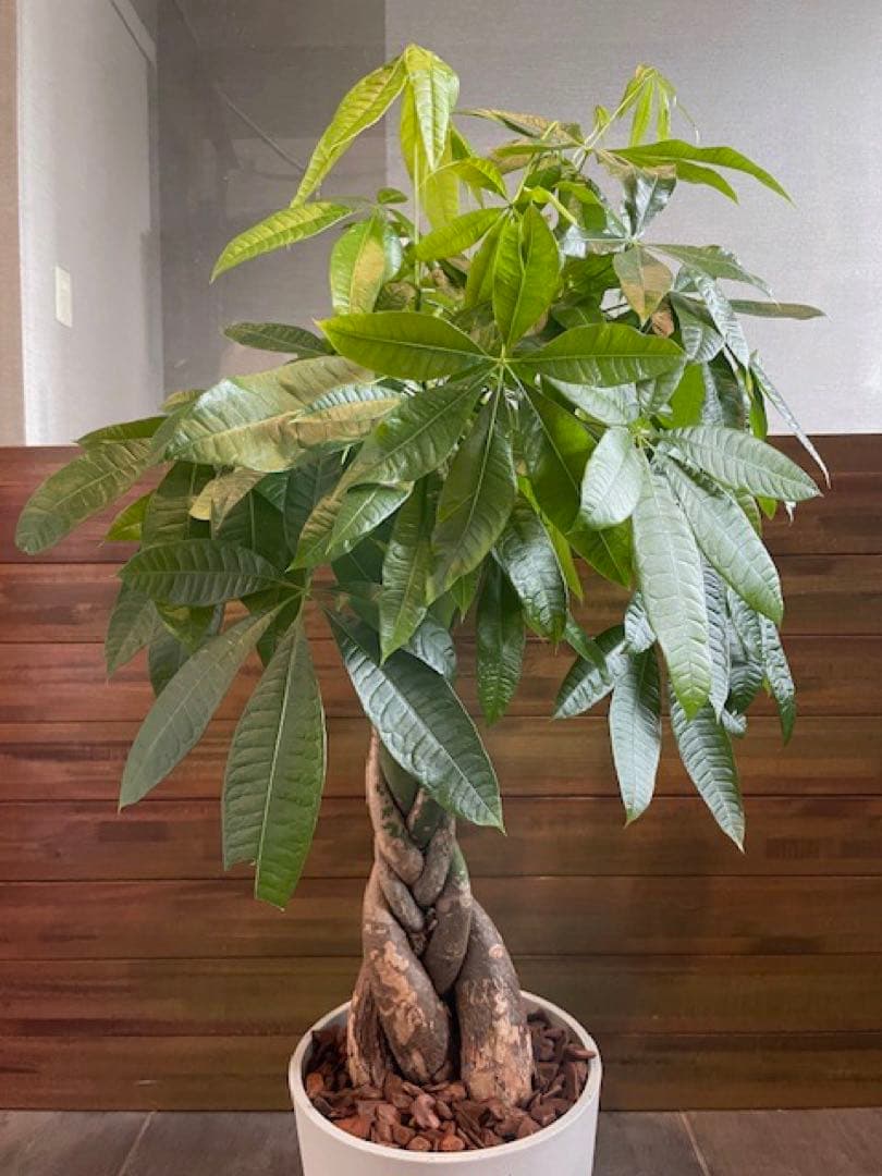 パキラアクアティカPachira/観葉植物/110cm■ECOPOTS鉢/カフェ