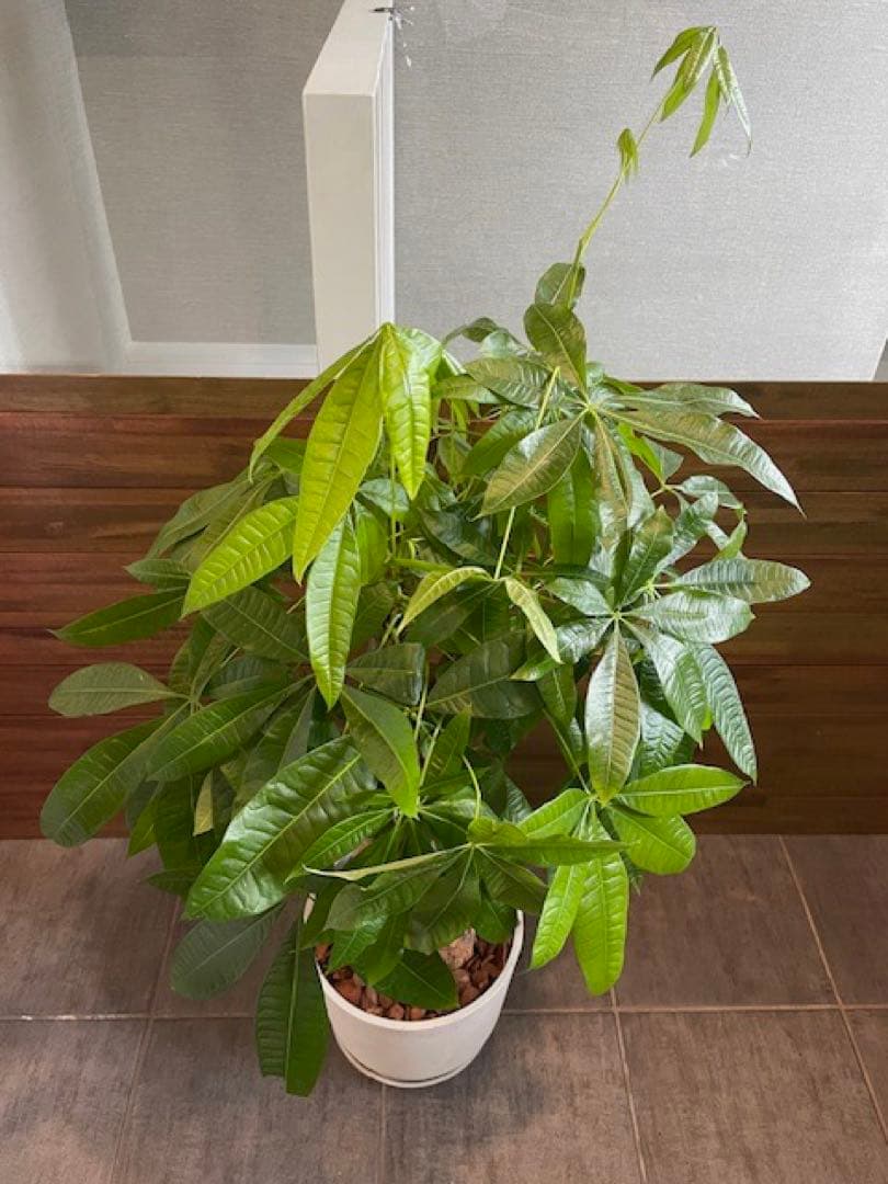 パキラアクアティカPachira/観葉植物/110cm■ECOPOTS鉢/カフェ