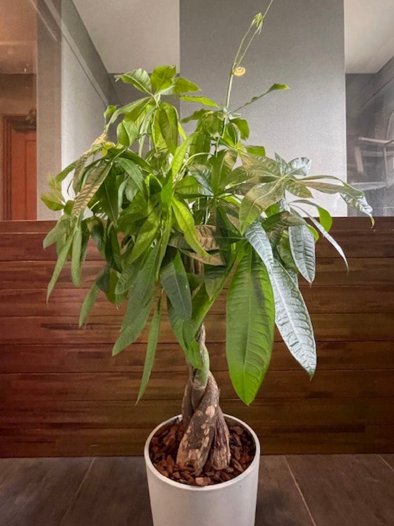 パキラアクアティカPachira/観葉植物/110cm■ECOPOTS鉢/カフェ