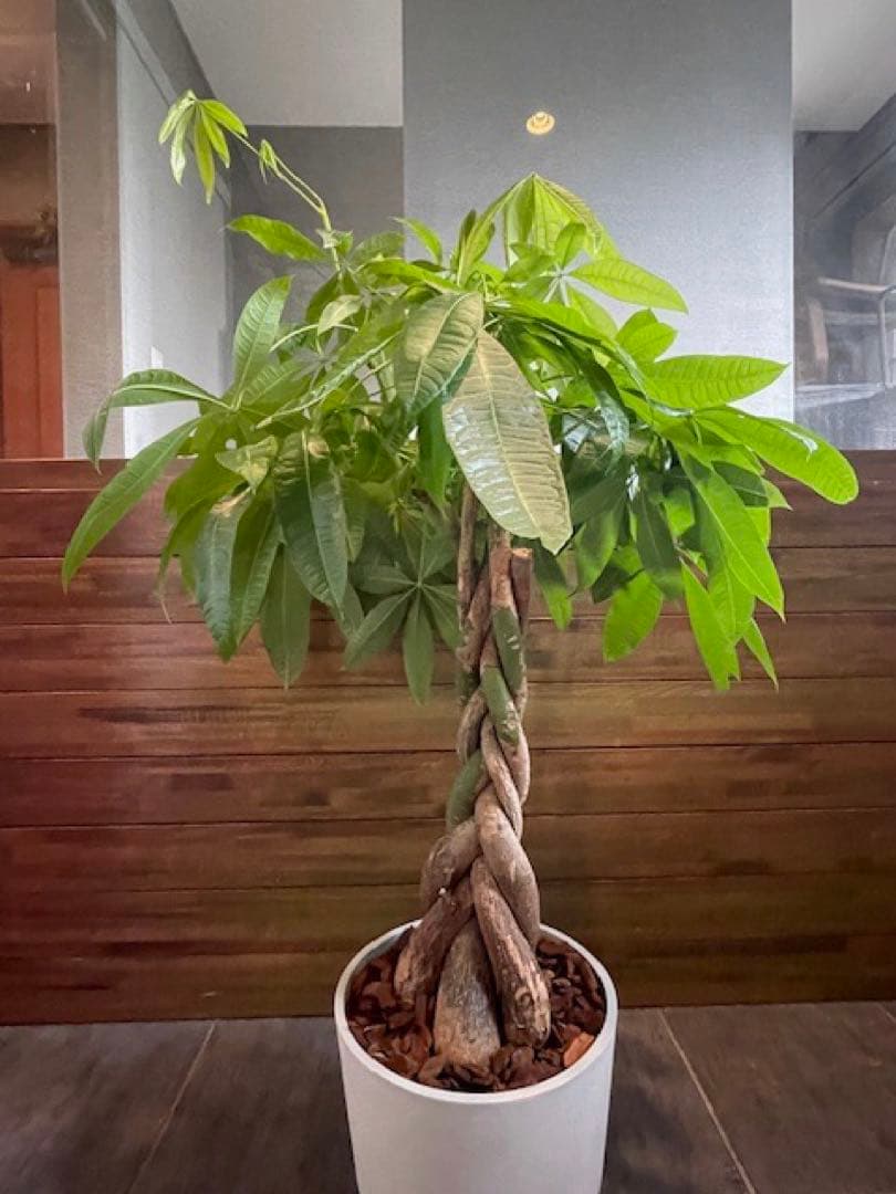 パキラアクアティカPachira/観葉植物/110cm■ECOPOTS鉢/カフェ