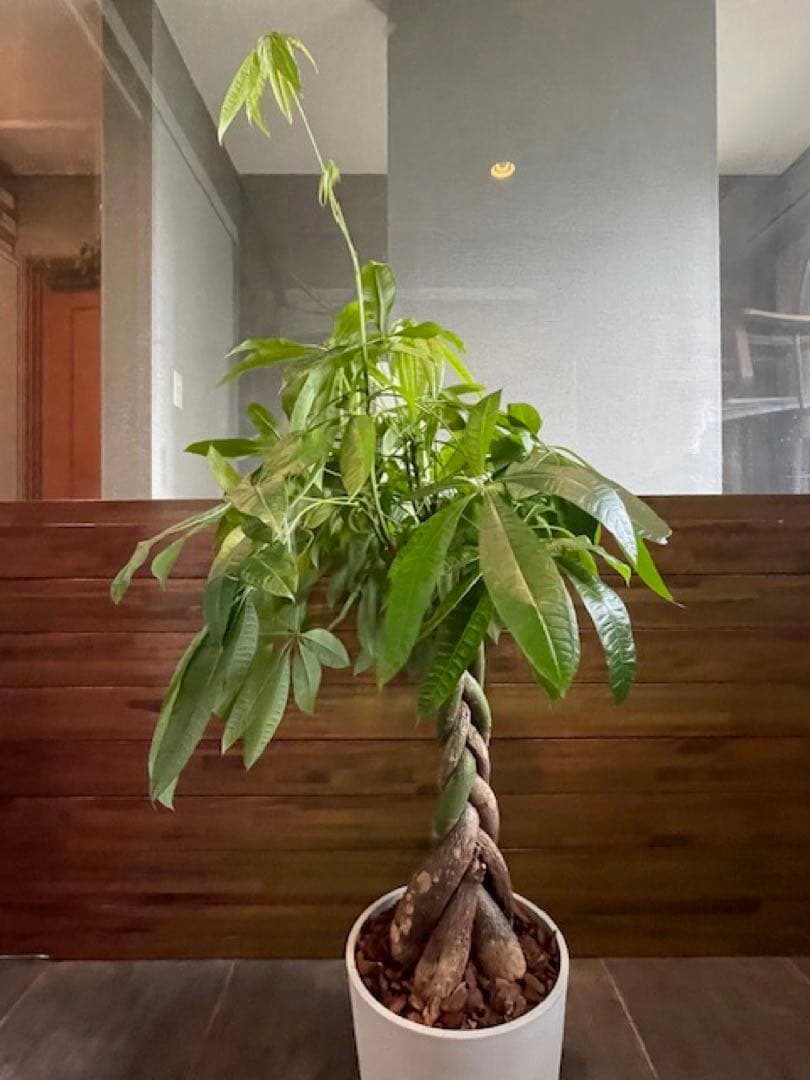 パキラアクアティカPachira/観葉植物/110cm■ECOPOTS鉢/カフェ