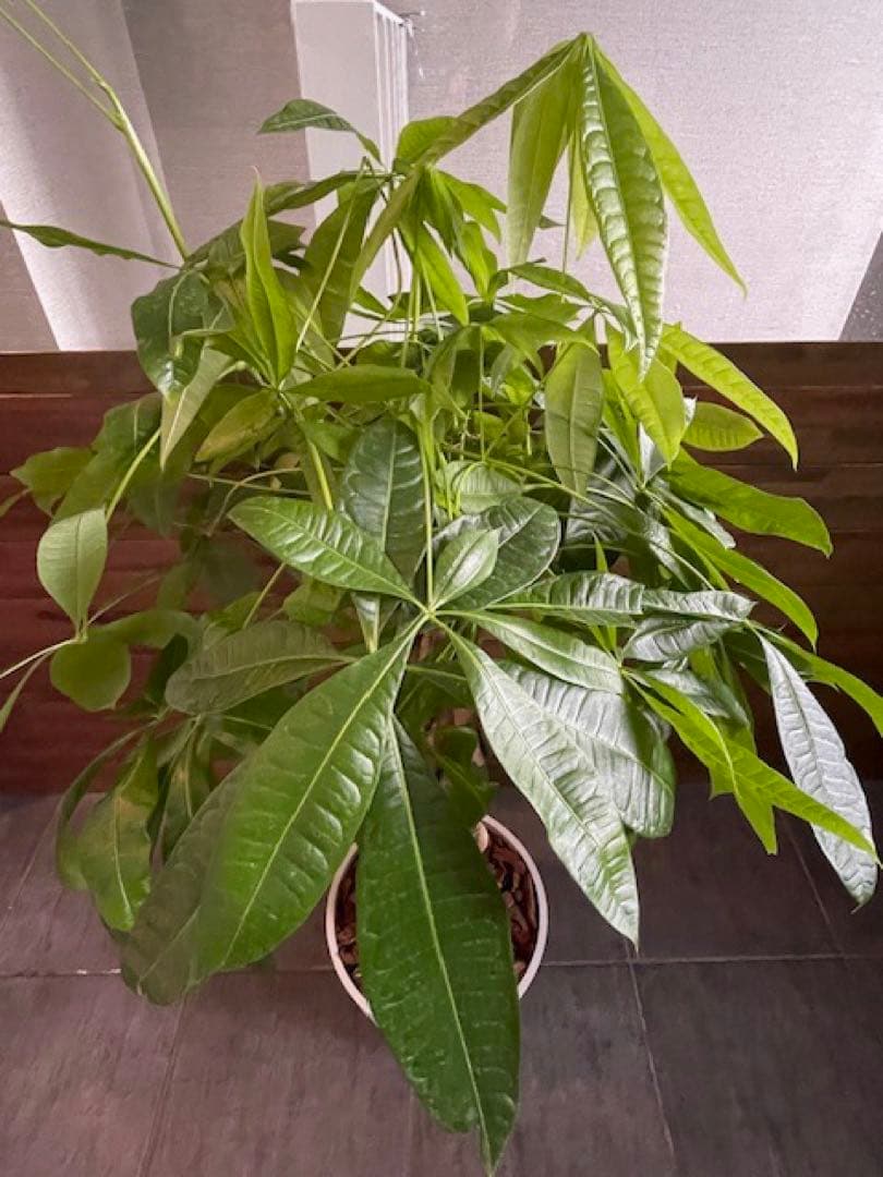 パキラアクアティカPachira/観葉植物/110cm■ECOPOTS鉢/カフェ