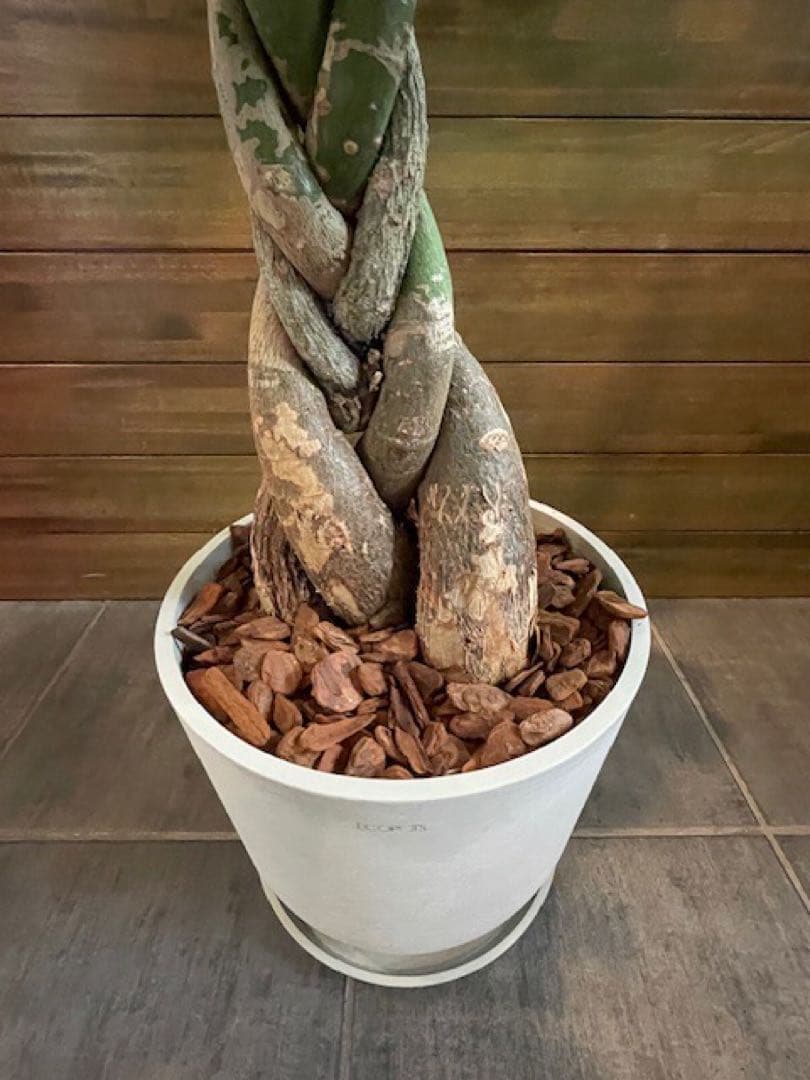 パキラアクアティカPachira/観葉植物/110cm■ECOPOTS鉢/カフェ