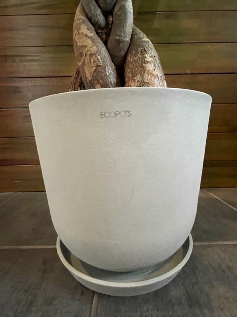 パキラアクアティカPachira/観葉植物/110cm■ECOPOTS鉢/カフェ