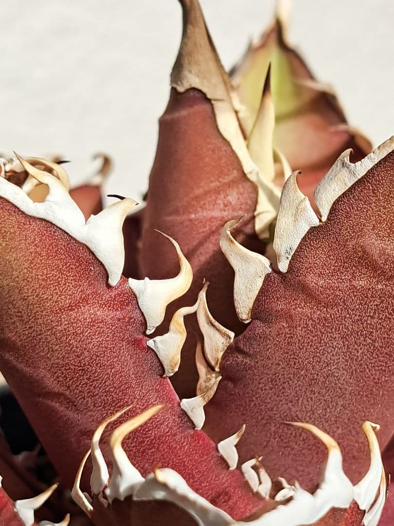 多肉植物 アガベ・チタノタ・レッドキャットウィーズル