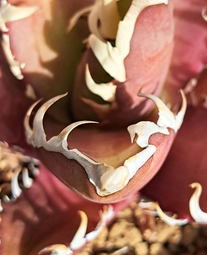 多肉植物 アガベ・チタノタ・レッドキャットウィーズル