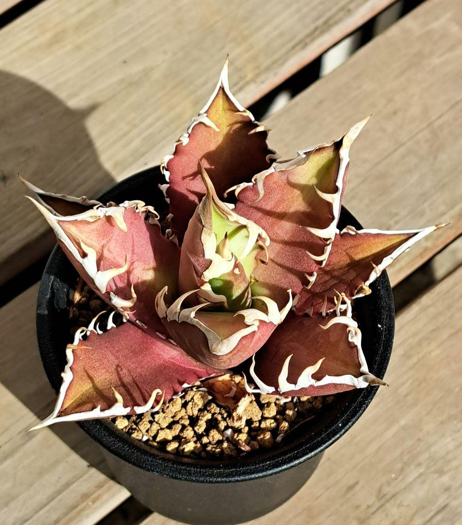 多肉植物 アガベ・チタノタ・レッドキャットウィーズル