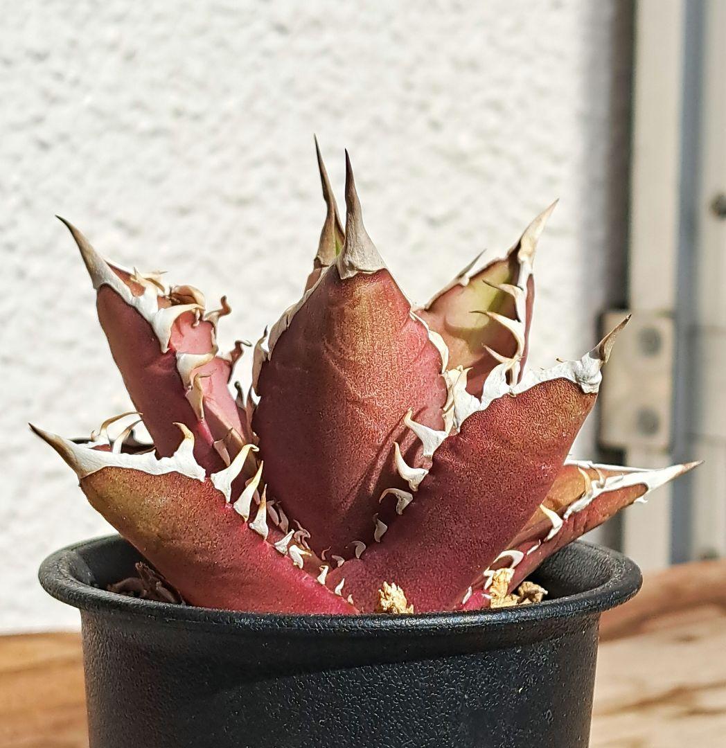 多肉植物 アガベ・チタノタ・レッドキャットウィーズル