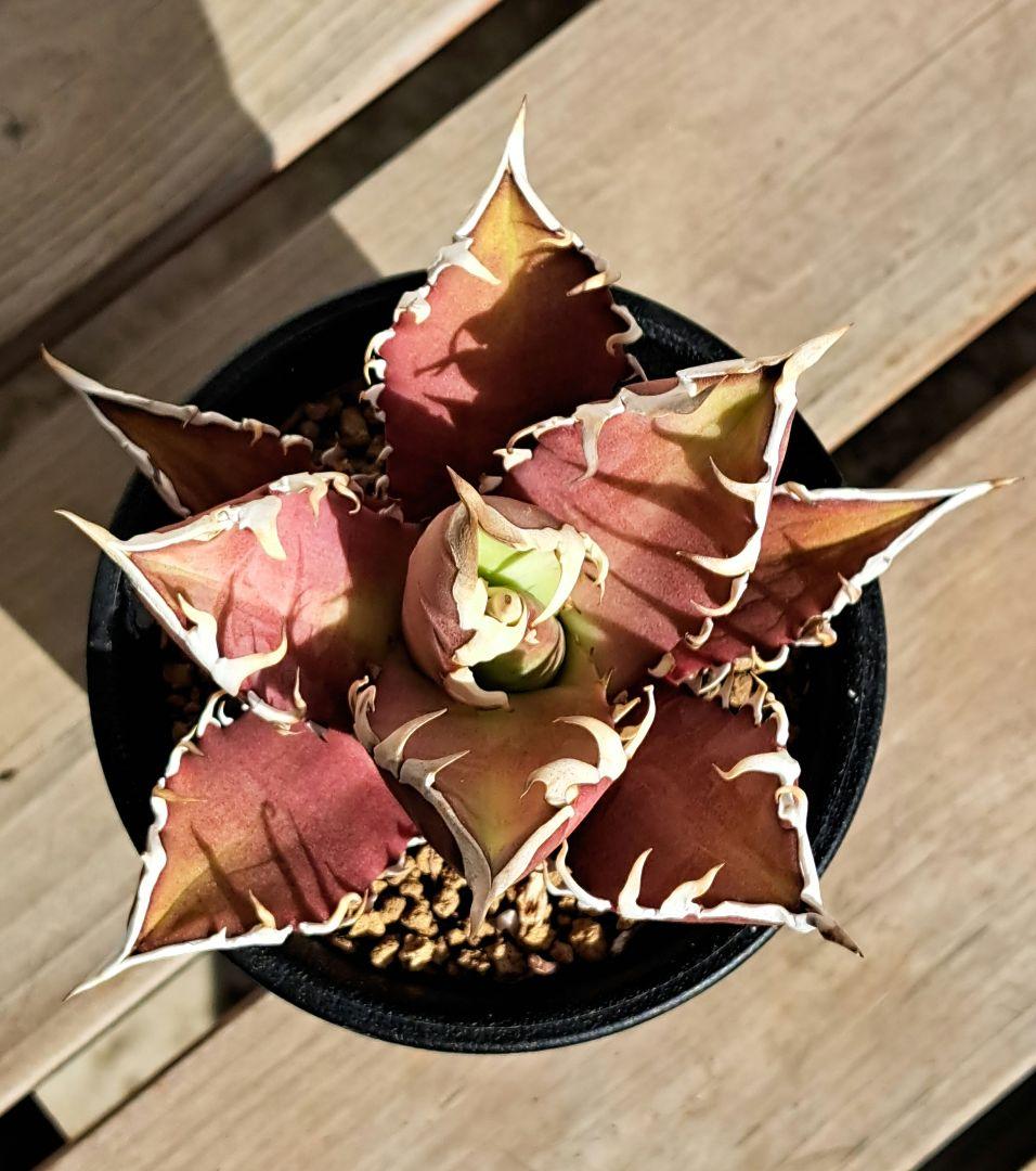 多肉植物 アガベ・チタノタ・レッドキャットウィーズル