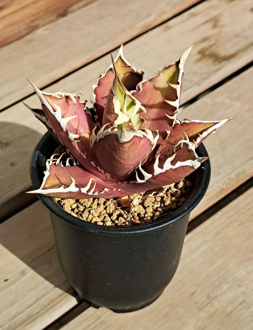 多肉植物 アガベ・チタノタ・レッドキャットウィーズル