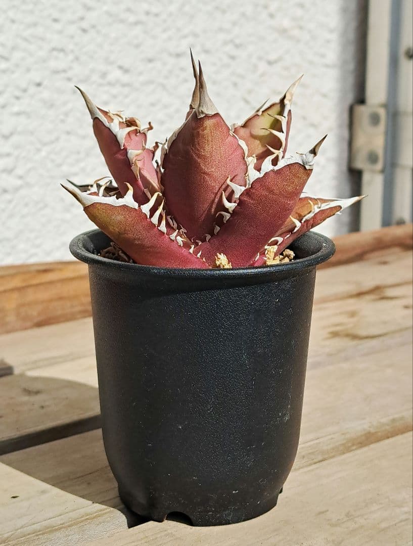多肉植物 アガベ・チタノタ・レッドキャットウィーズル