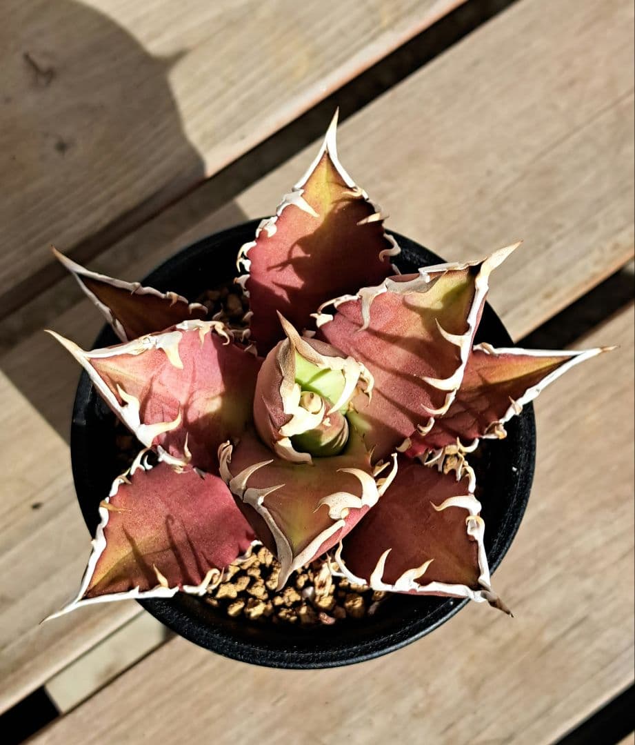 多肉植物 アガベ・チタノタ・レッドキャットウィーズル