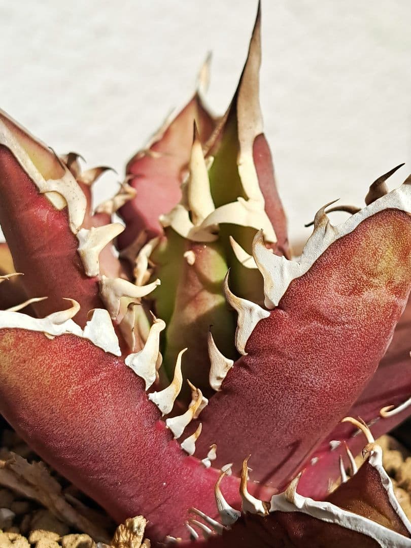 多肉植物 アガベ・チタノタ・レッドキャットウィーズル